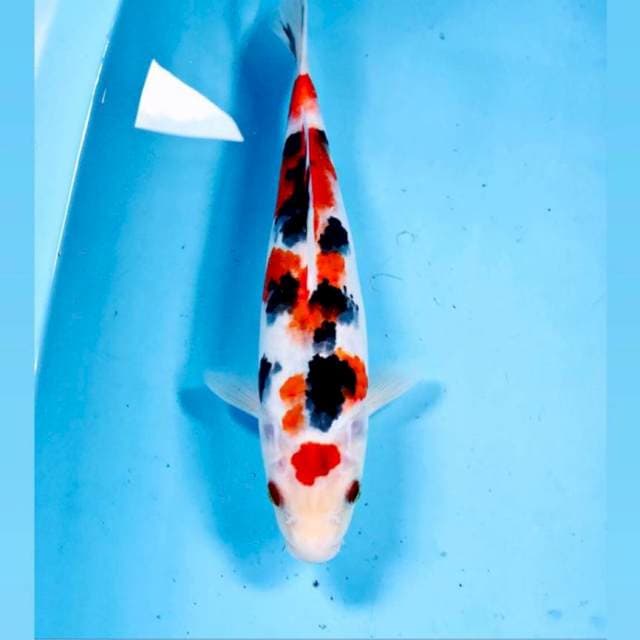 Sanke, 30 cm