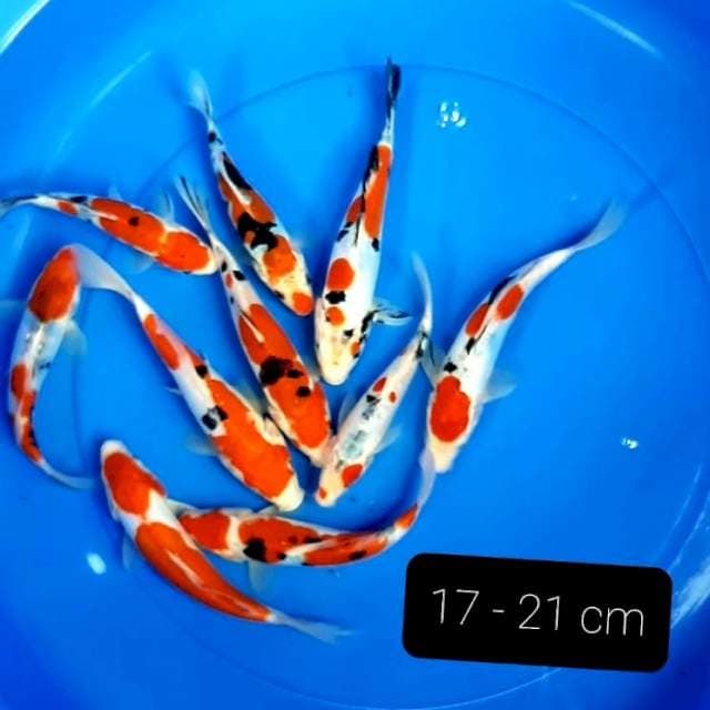 Doitsu 10 ekor 17-21 cm