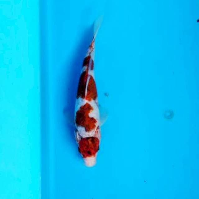 goromo 20 cm