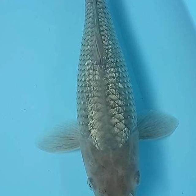 Soragoi gindrin 31cm