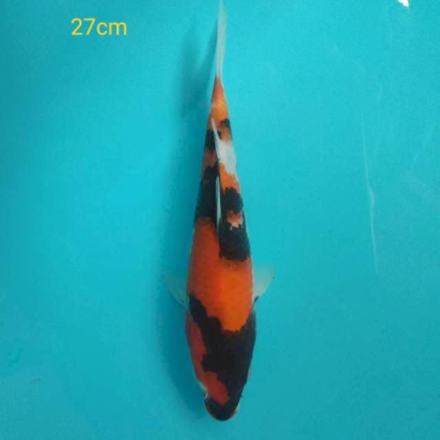 Showa 27cm