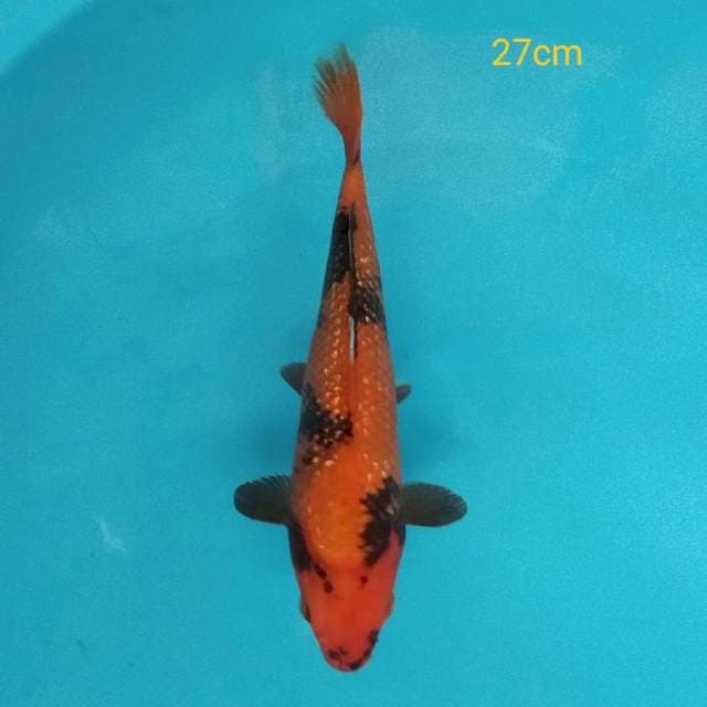 Hi Utsuri ginrin 27 cm