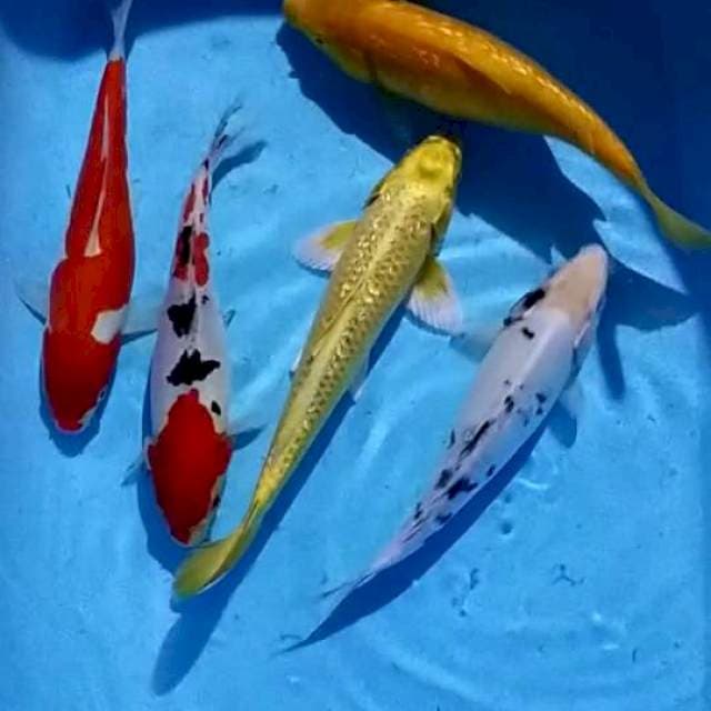 Mix 5 ekor..24-29cm