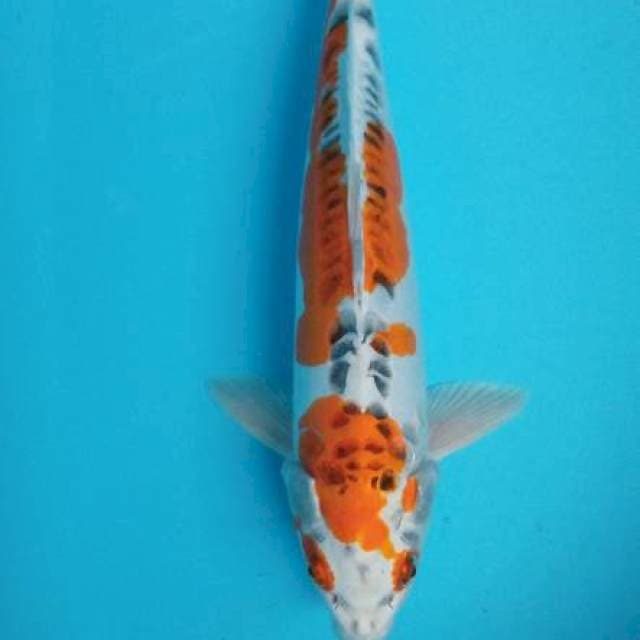 Kujaku doit female size 46cm