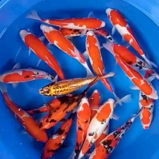 Mix 20 ekor.30-36cm