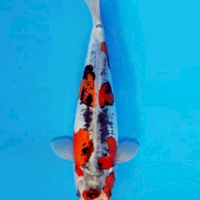Benikiko
