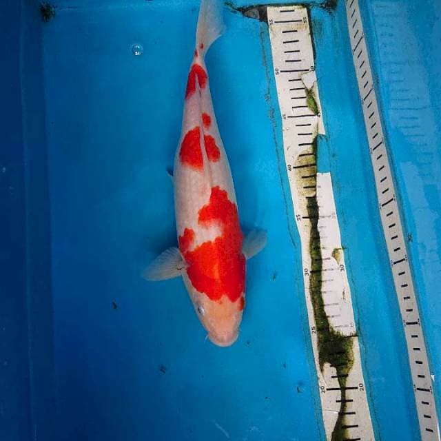 Kohaku 31 cm