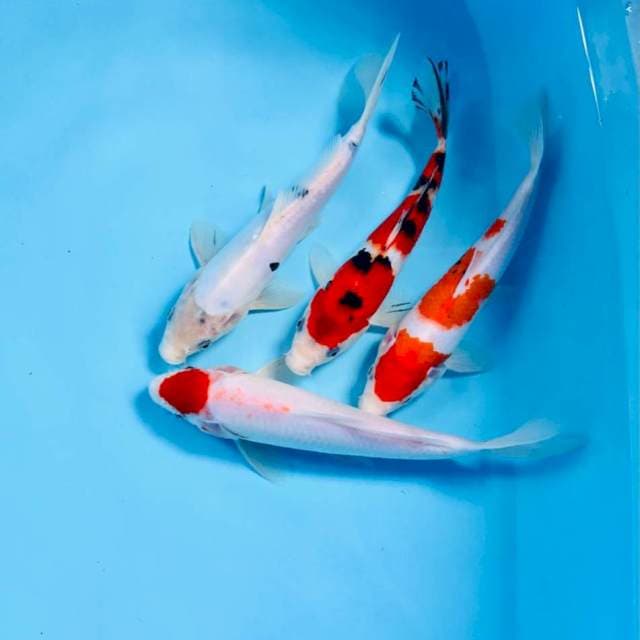 Mix koi, 25BU