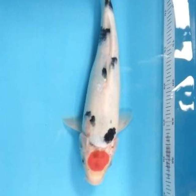 Tc showa male 30