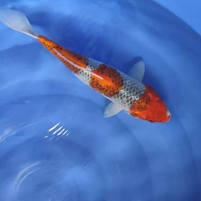 FAST✅kujaku 38cm
