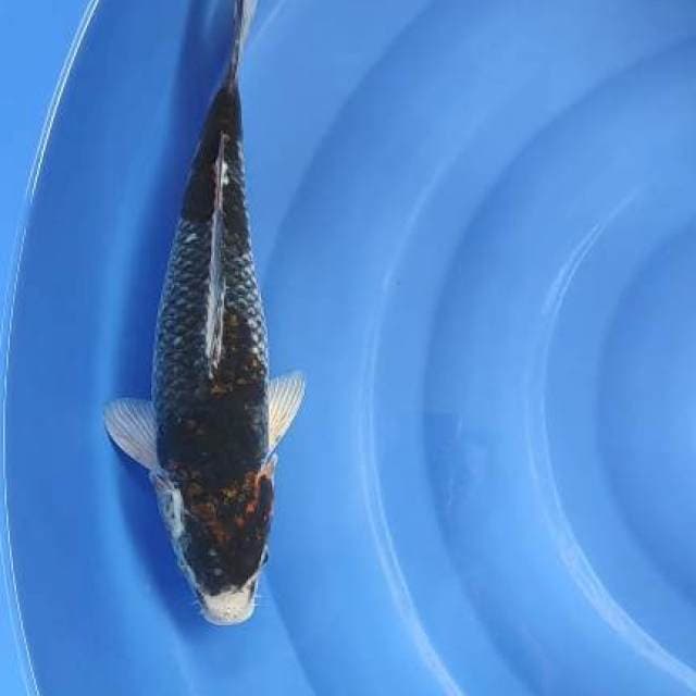 FAST✅ai goromo 36cm