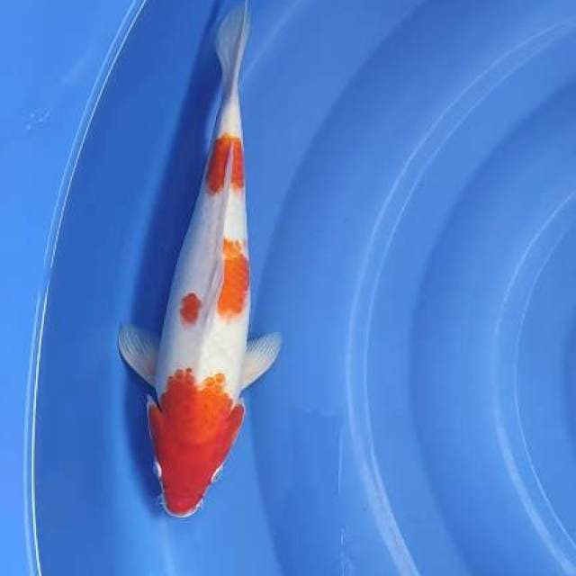 FAST✅kohaku 32cm