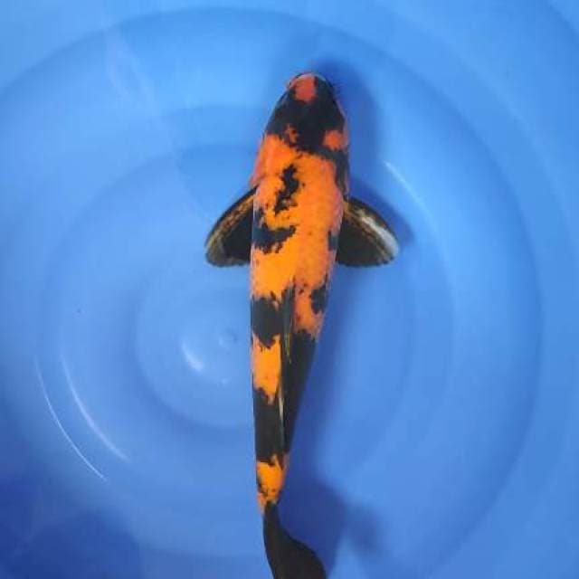FAST✅HI SHOWA 37CM