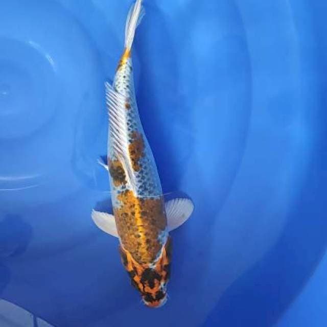 FAST✅KUJAKU 40CM