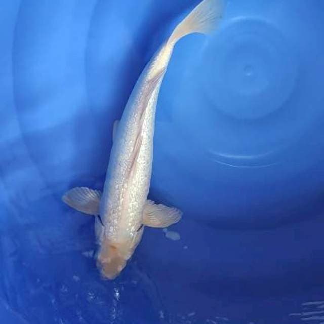 FAST✅SHIROMUJI GINRIN 40CM