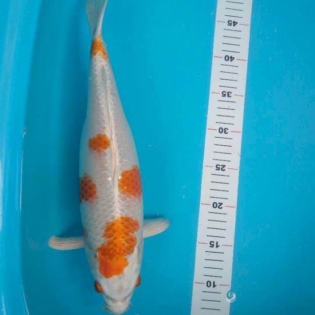 37cm Betina