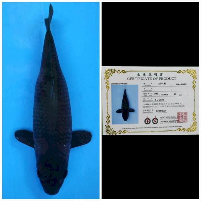 Ogata Karasu