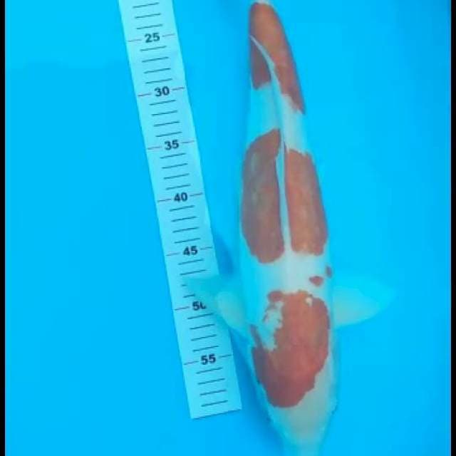 jumbo 51cm kohaku doitsu pejantan