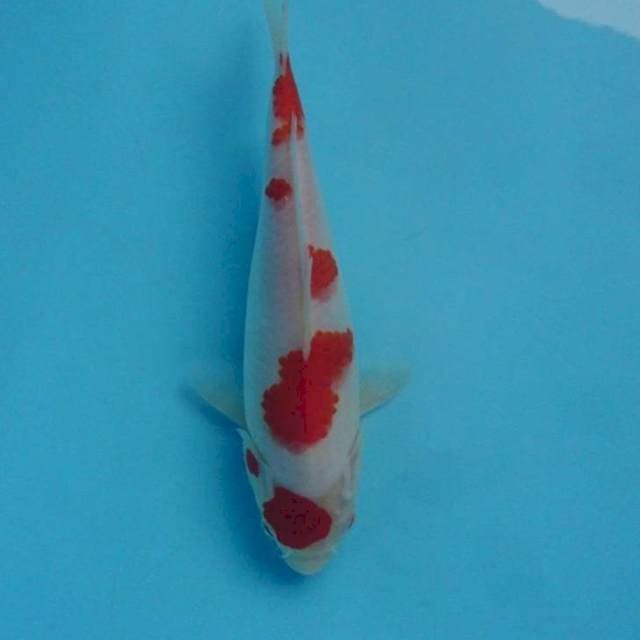 Kohaku