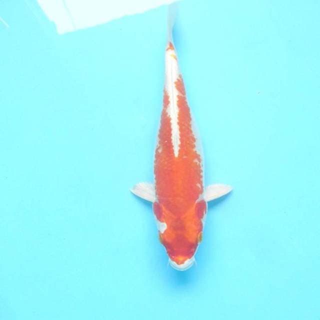 Kujaku oren