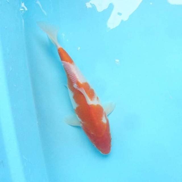 Kohaku