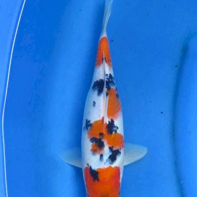 Ori yondan sanke 29cm