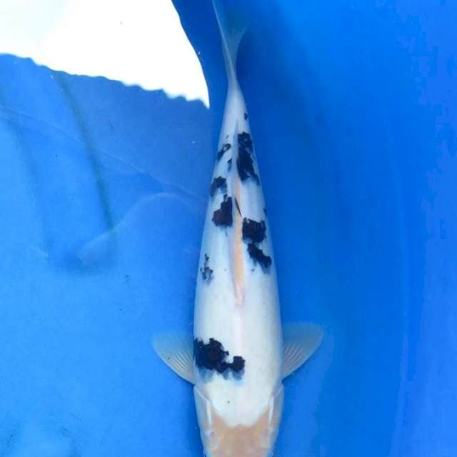 Ori super beko 35cm