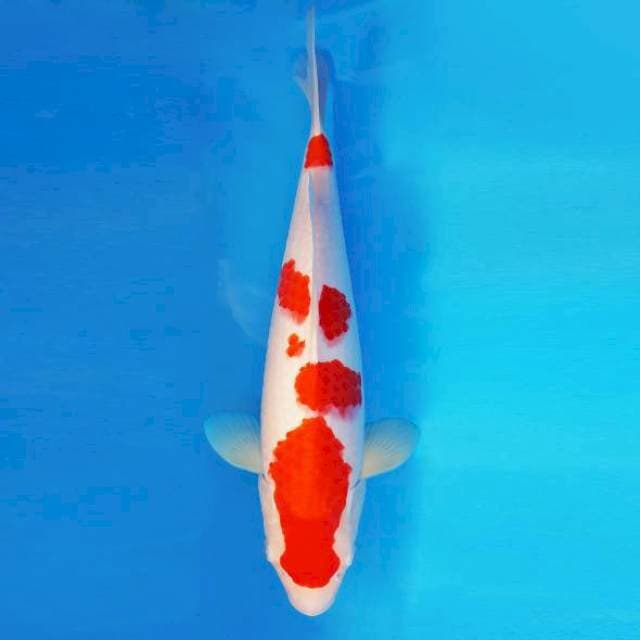 HIRO 1 - KOHAKU ®
