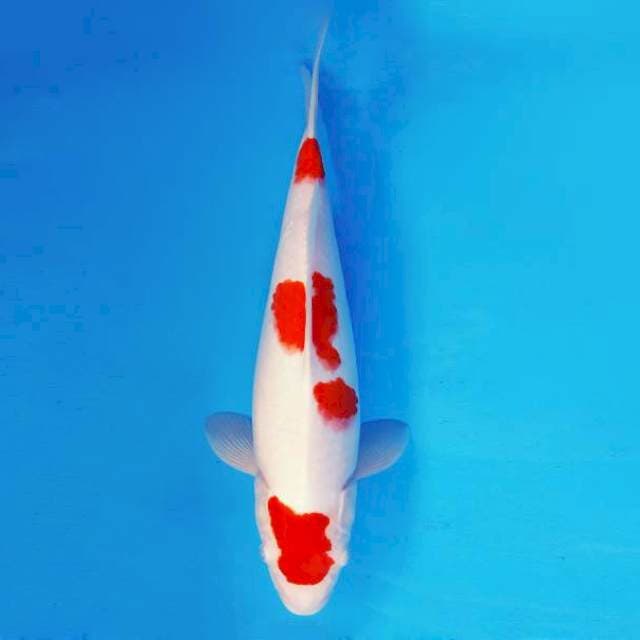 HIRO 6 - KOHAKU JUMBO ®