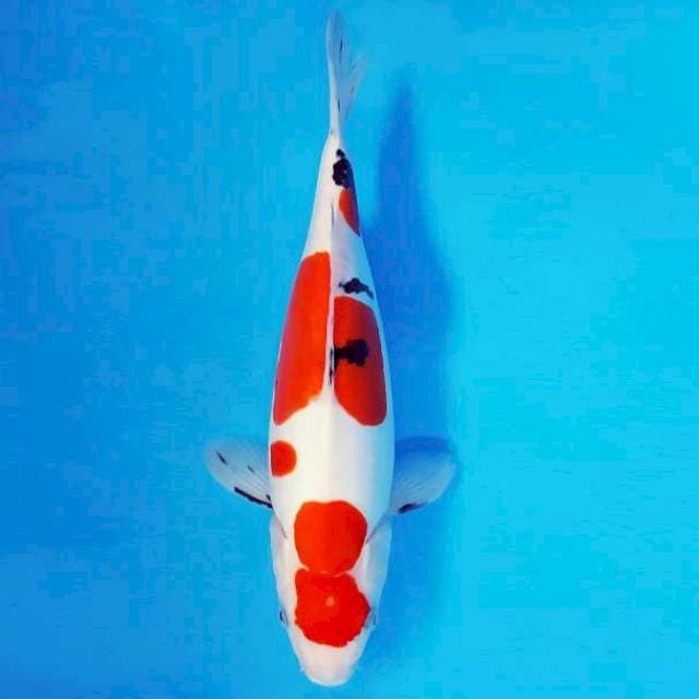 HIRO 9 - SANKE DOITSU ®