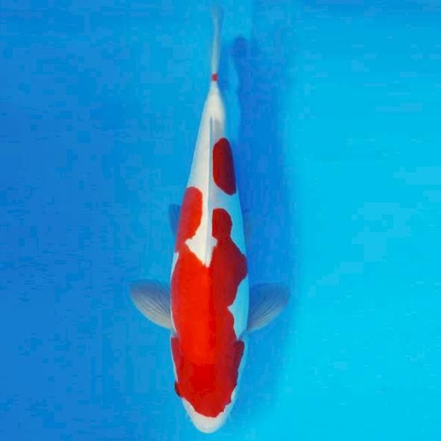 HIRO 13 - KOHAKU DOITSU ®