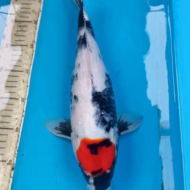 Tancho Showa 37cm