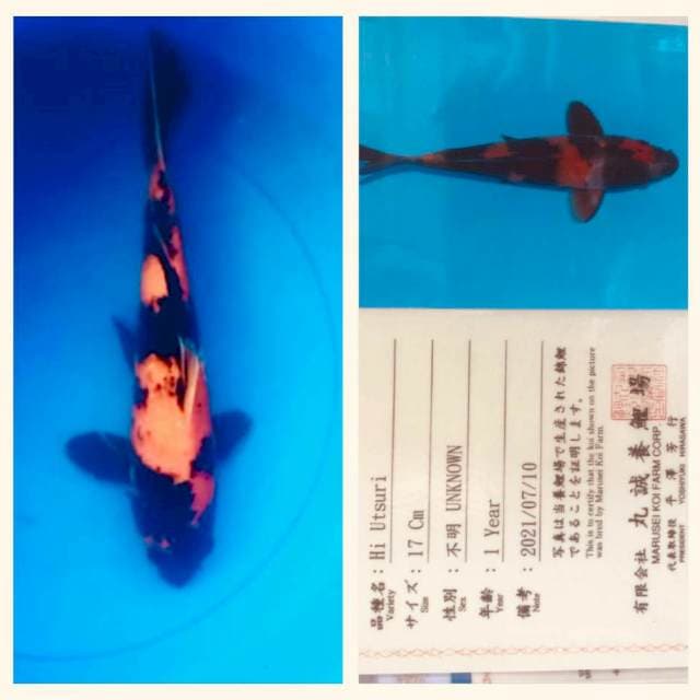 Hi Utsuri 35cm Marusei Koi Farm