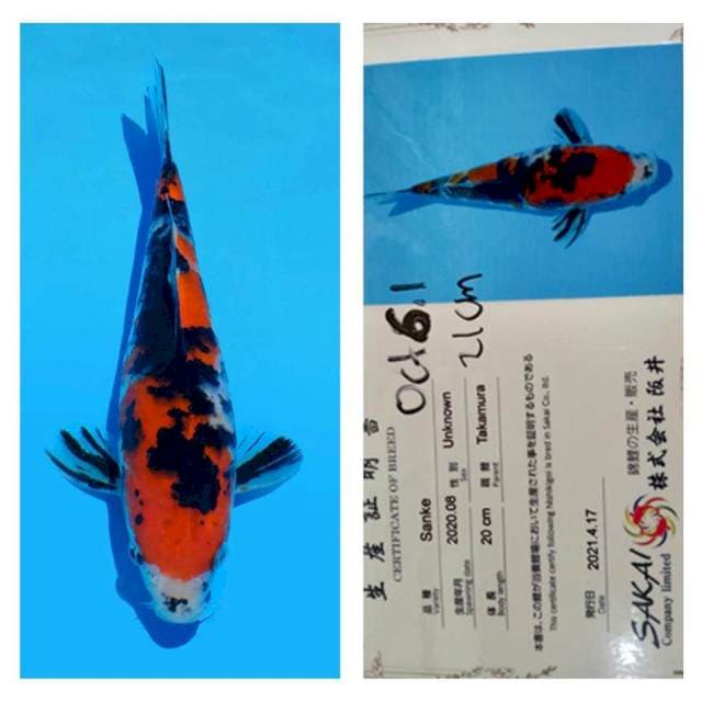 Sanke 21cm Sakai Co ltd