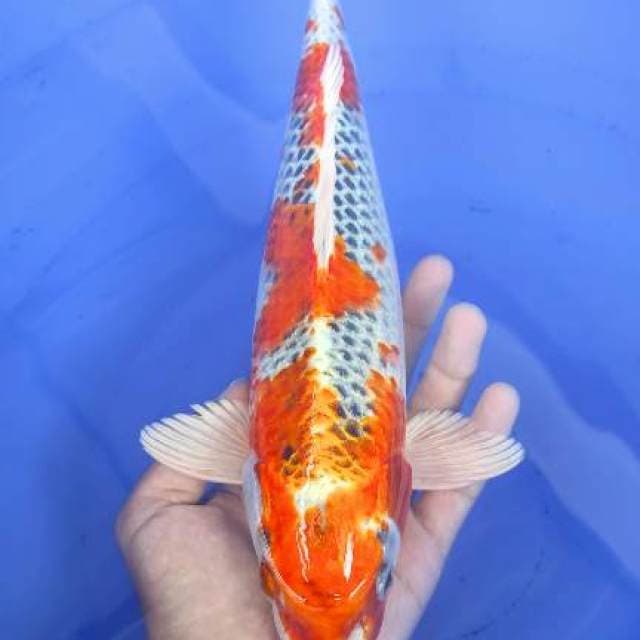 Kujaku 32cm Jantan