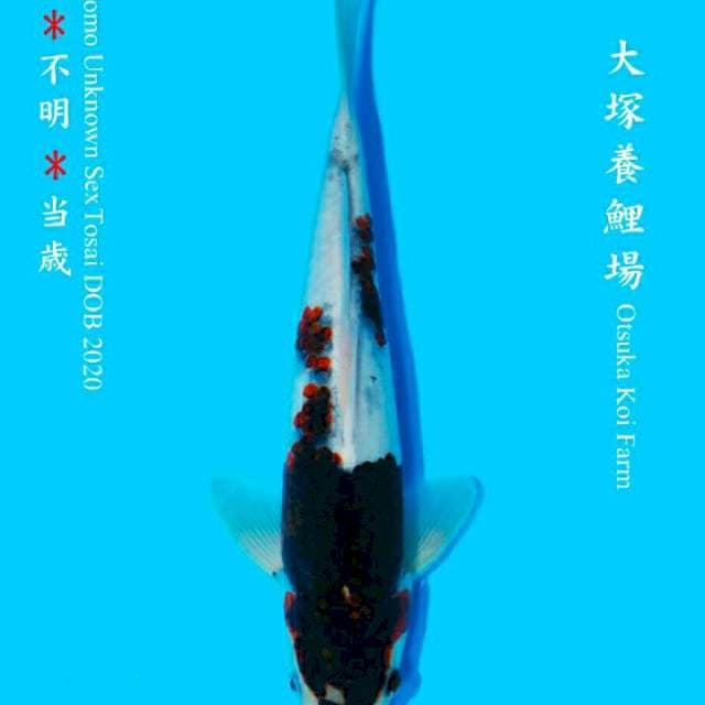 Goromo 29cm Otsuka Koi Farm
