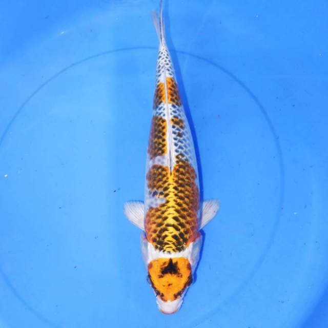 38cm MARUTEN KUJAKU