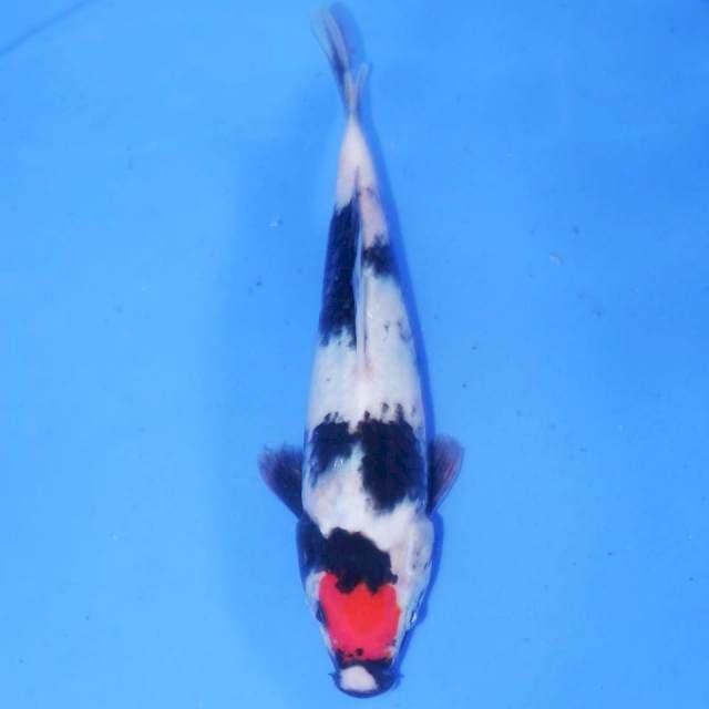 23cm TANCHO SHOWA BAGUS