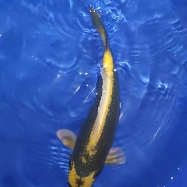 kabuto 45cm
