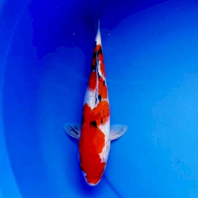 30cm SANKE RAPI