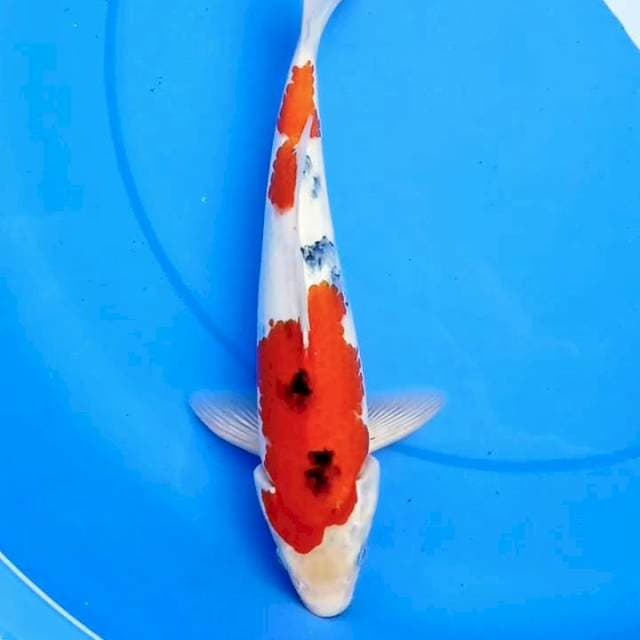 33cm TSUBOSUMI SANKE