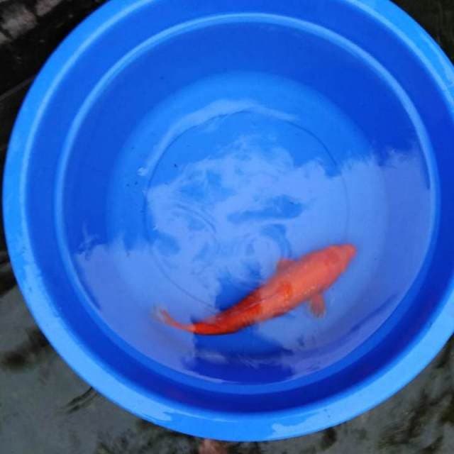 Benigoi ginrin tembus perut 37cm