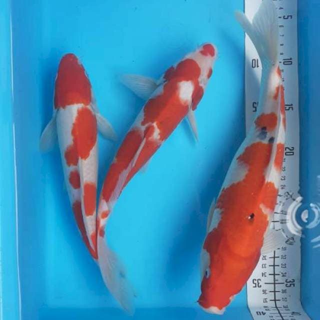Kohaku.. Sanke