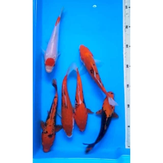 PAKET BENIKUMON 17 - 19 Cm, 6 EKOR