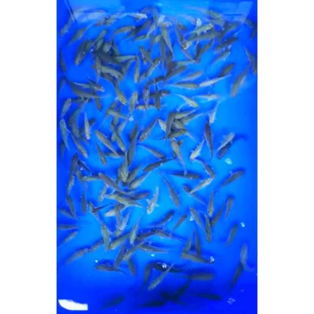 PAKET BABY SORAGOI 7 - 8 Cm, 150 Ekor