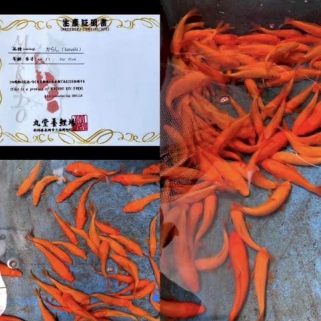 1 RED KARASHI IMPOR MARUDO