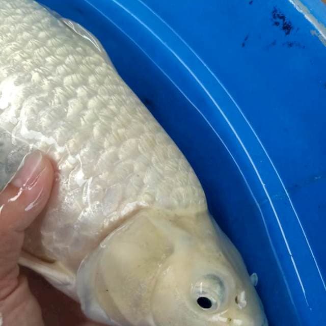 Soragoi ginrin 42cm gendong telor