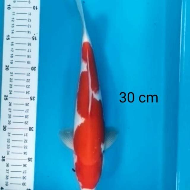 Kohaku inazuma 30 cm