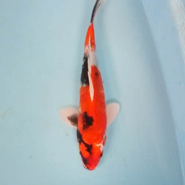 KinShowa 26cm
