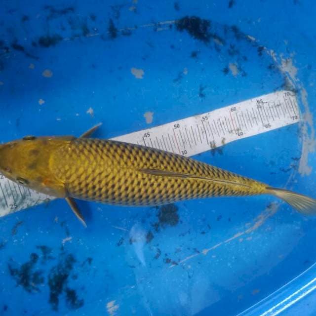 Midori betina 41 cm